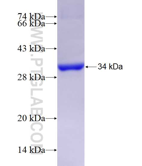 FOXG1 fusion protein Ag17169 SDS-PAGE