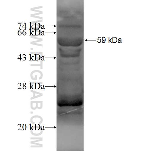 FOXG1 fusion protein Ag3426 SDS-PAGE