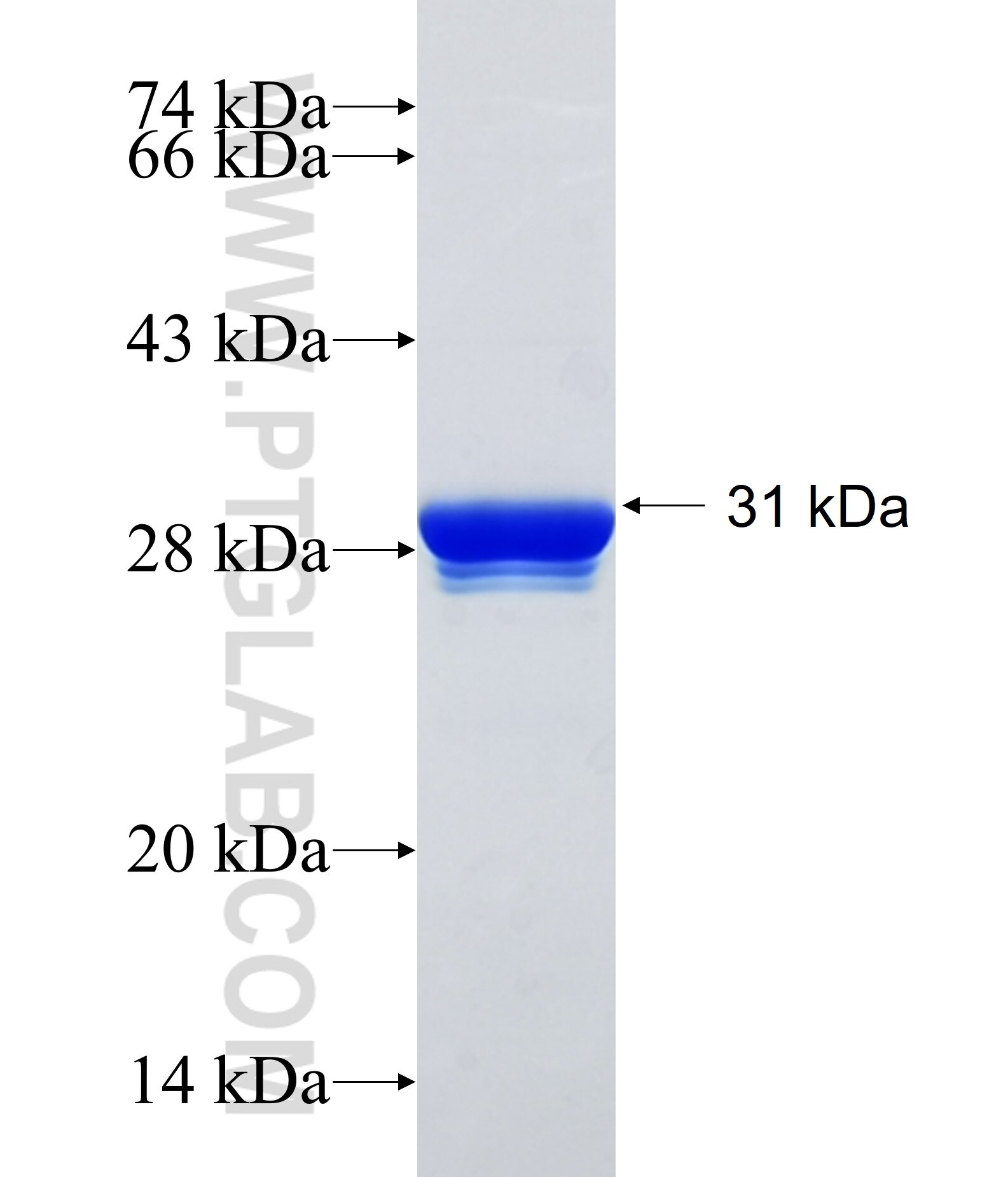 FOXI1 fusion protein Ag34847 SDS-PAGE