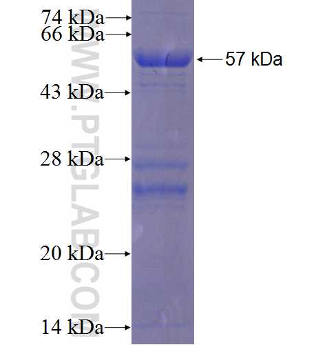 FOXI1 fusion protein Ag3958 SDS-PAGE