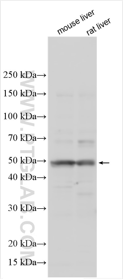 Western Blot (WB) analysis of various lysates using FOXJ1 Polyclonal antibody (25903-1-AP)