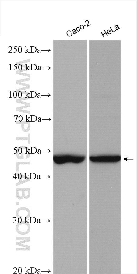 Western Blot (WB) analysis of various lysates using FOXJ1 Polyclonal antibody (28443-1-AP)
