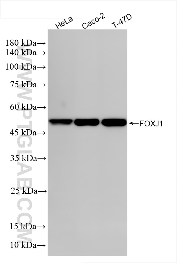 Western Blot (WB) analysis of various lysates using FOXJ1 Recombinant antibody (86070-1-RR)