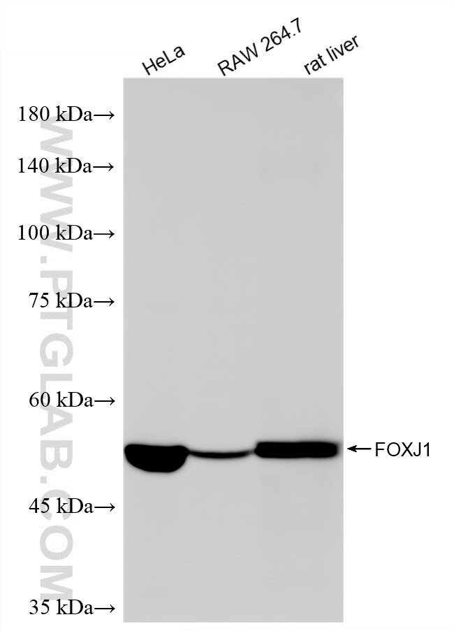 WB analysis using 86070-1-RR Western Blot (WB) analysis of various lysates using FOXJ1 Recombinant monoclonal antibody (86070-1-RR)