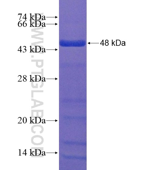 FOXJ1 fusion protein Ag20827 SDS-PAGE