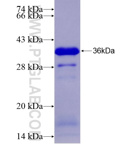 FOXJ1 fusion protein Ag28294 SDS-PAGE