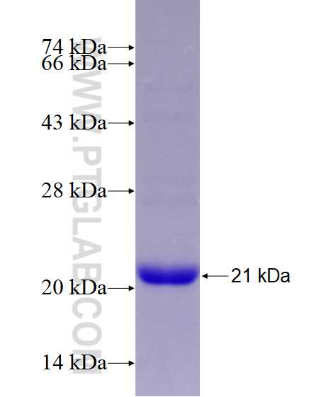 FOXJ2 fusion protein Ag27358 SDS-PAGE