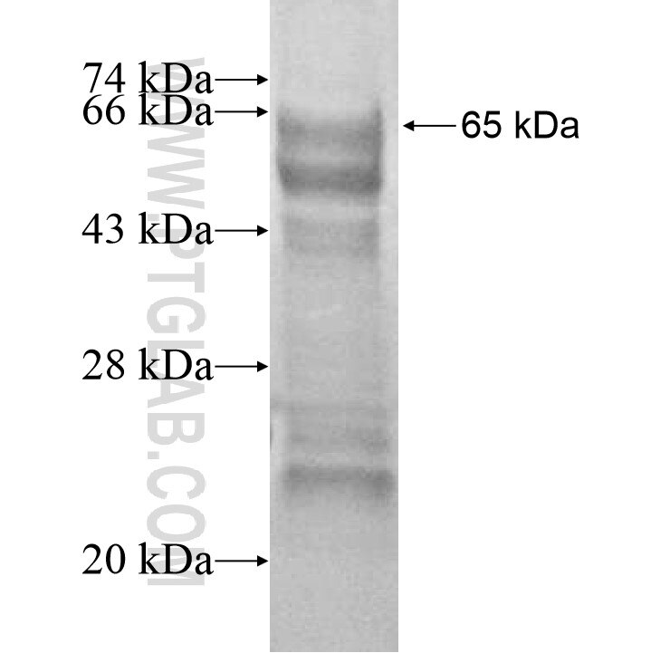 FOXJ3 fusion protein Ag15732 SDS-PAGE