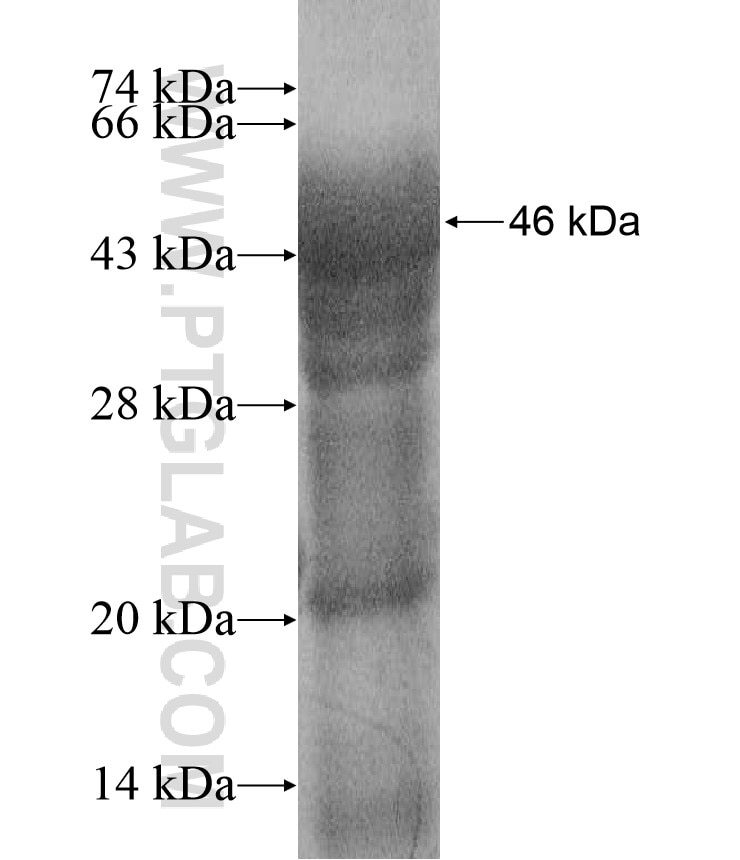 FOXJ3 fusion protein Ag17206 SDS-PAGE