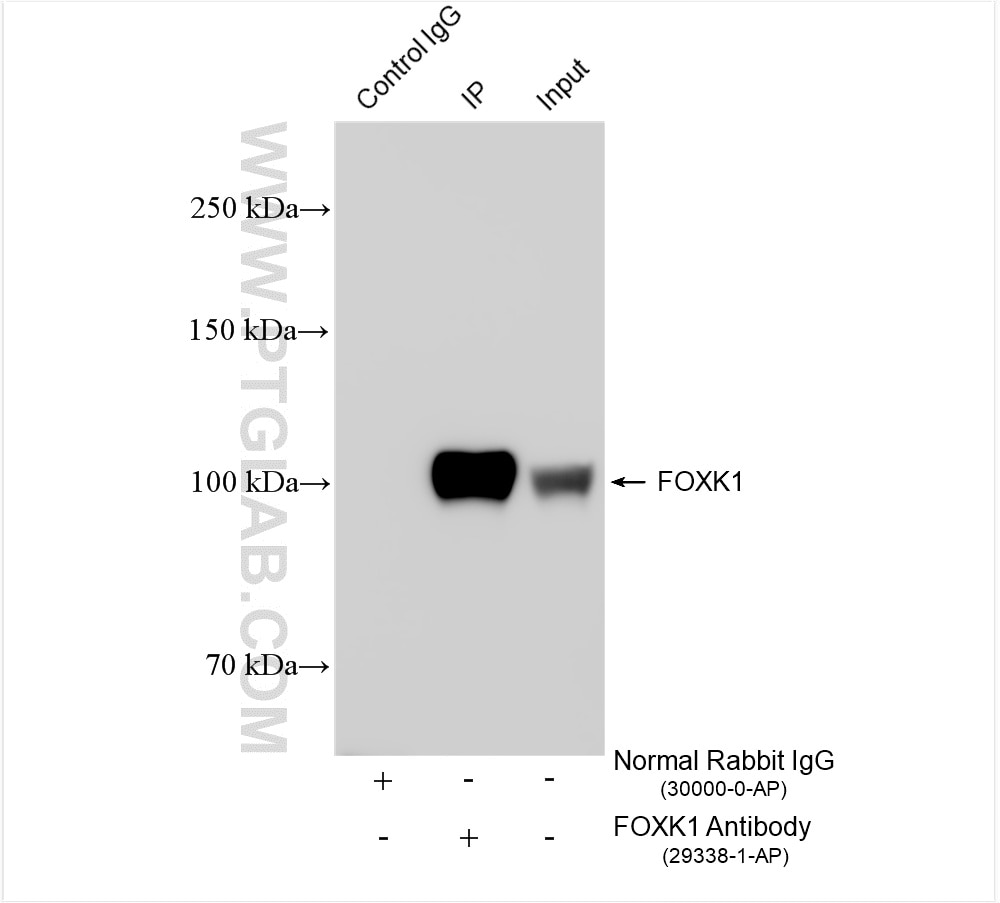 Immunoprecipitation (IP) experiment of K-562 cells using FOXK1 Polyclonal antibody (29338-1-AP)
