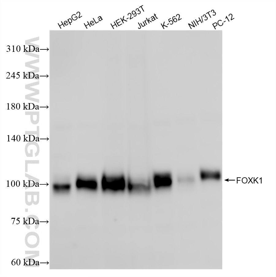 Western Blot (WB) analysis of various lysates using FOXK1 Recombinant antibody (86452-1-RR)