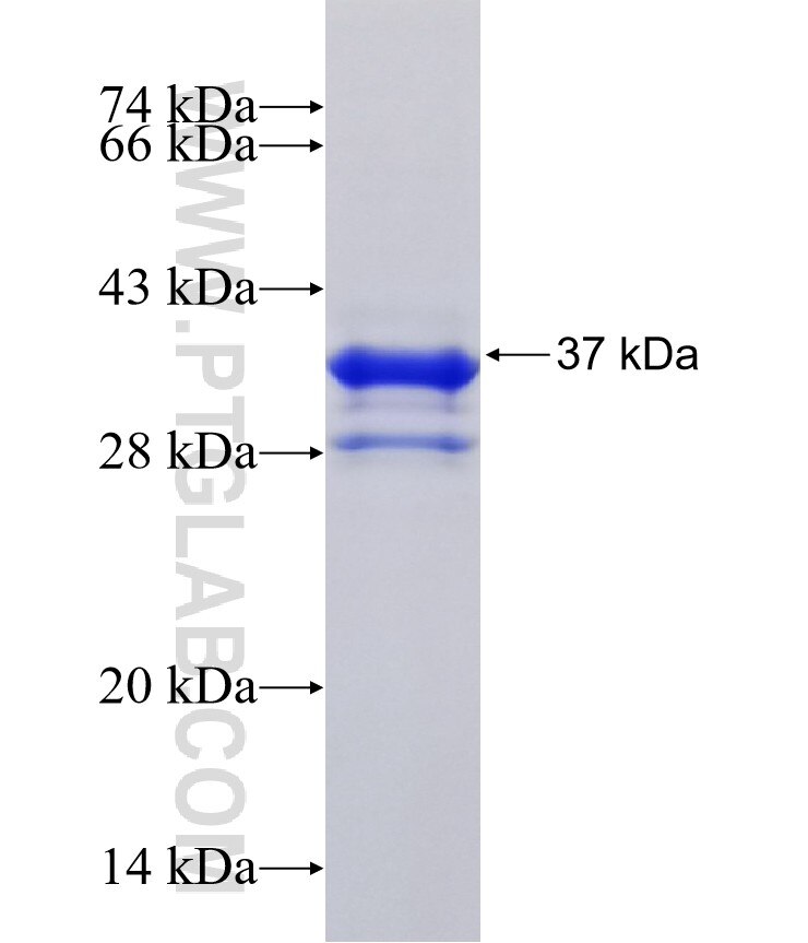 FOXK1 fusion protein Ag28820 SDS-PAGE