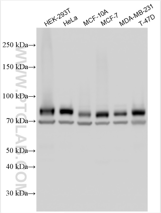 Western Blot (WB) analysis of various lysates using FOXK2 Polyclonal antibody (30660-1-AP)