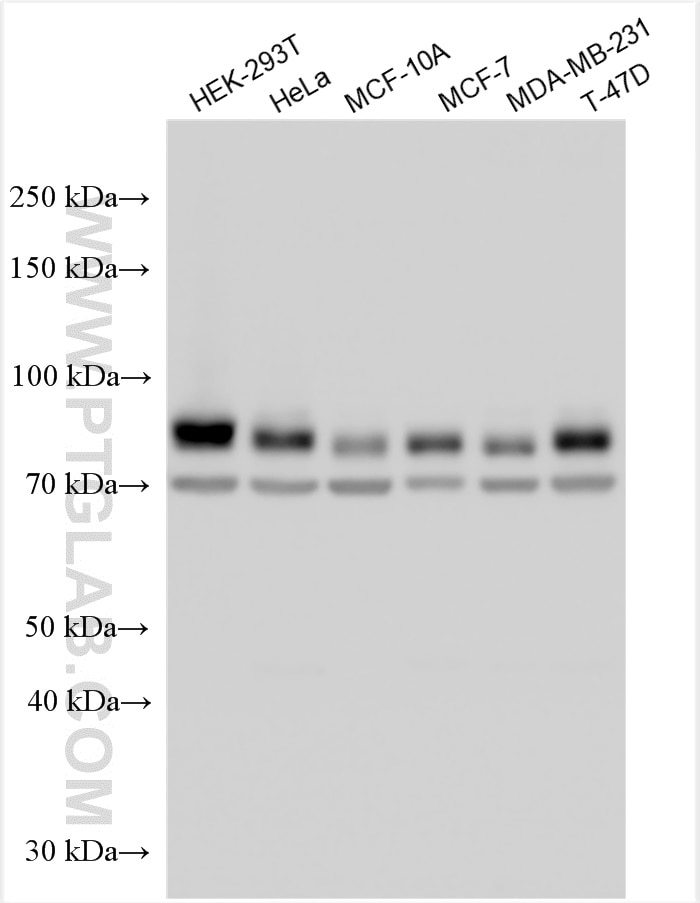 Western Blot (WB) analysis of various lysates using FOXK2 Polyclonal antibody (30660-1-AP)