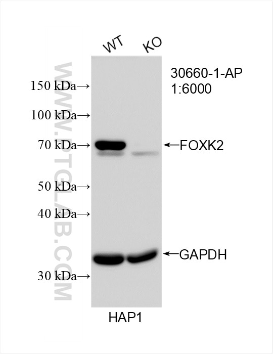 Western Blot (WB) analysis of HAP1 cells using FOXK2 Polyclonal antibody (30660-1-AP)