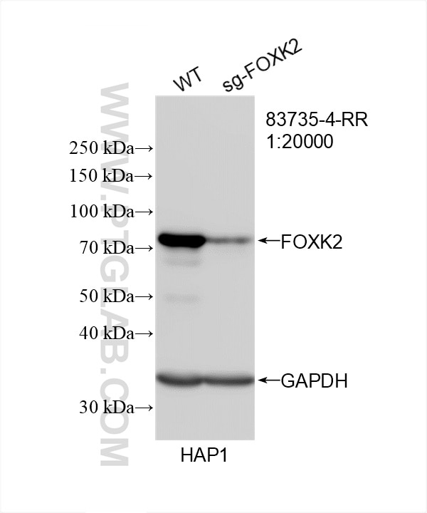 Western Blot (WB) analysis of HAP1 cells using FOXK2 Recombinant antibody (83735-4-RR)