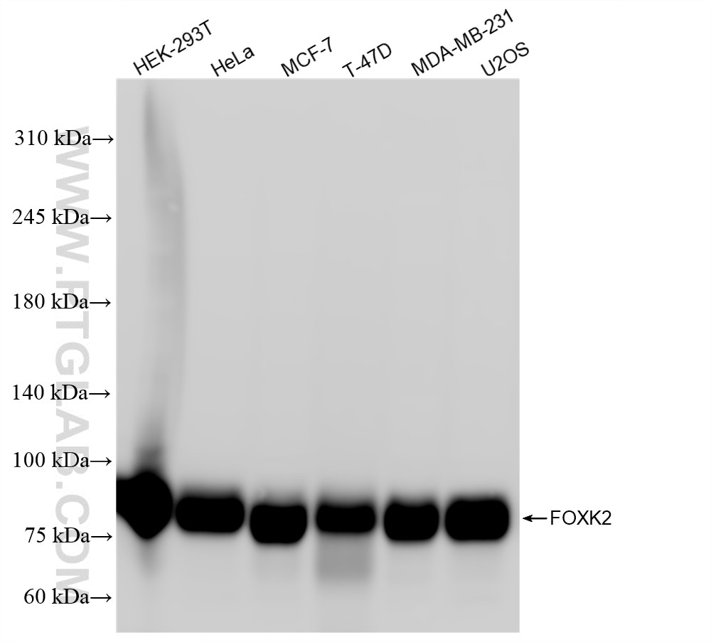 Western Blot (WB) analysis of various lysates using FOXK2 Recombinant antibody (83735-6-RR)