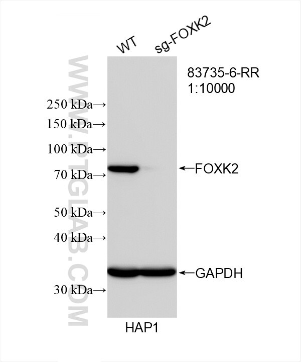 Western Blot (WB) analysis of HAP1 cells using FOXK2 Recombinant antibody (83735-6-RR)