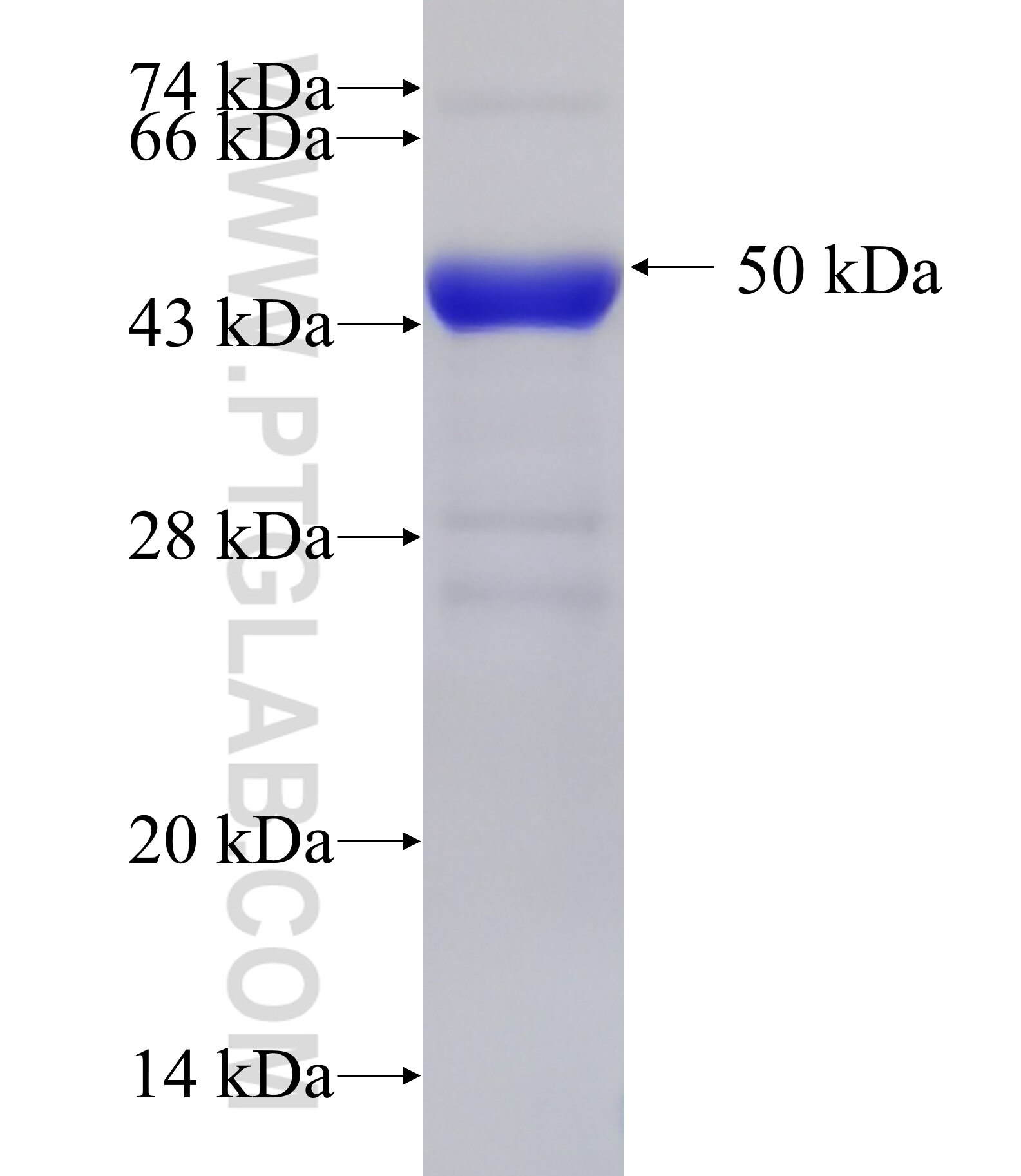 FOXK2 fusion protein Ag33625 SDS-PAGE