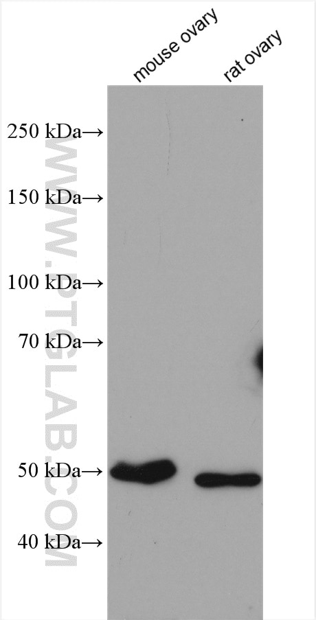 Western Blot (WB) analysis of various lysates using FOXL2-Specific Polyclonal antibody (19672-1-AP)