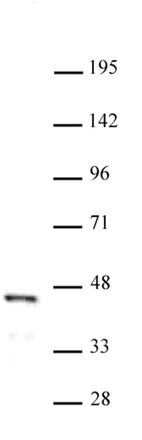 FOXL2 antibody (pAb) tested by Western blot. Detection of FOXL2 by Western blot analysis. Nuclear extract of OVCAR-3 cells (30 ug) was probed with FOXL2 pAb at a 1:500 dilution.