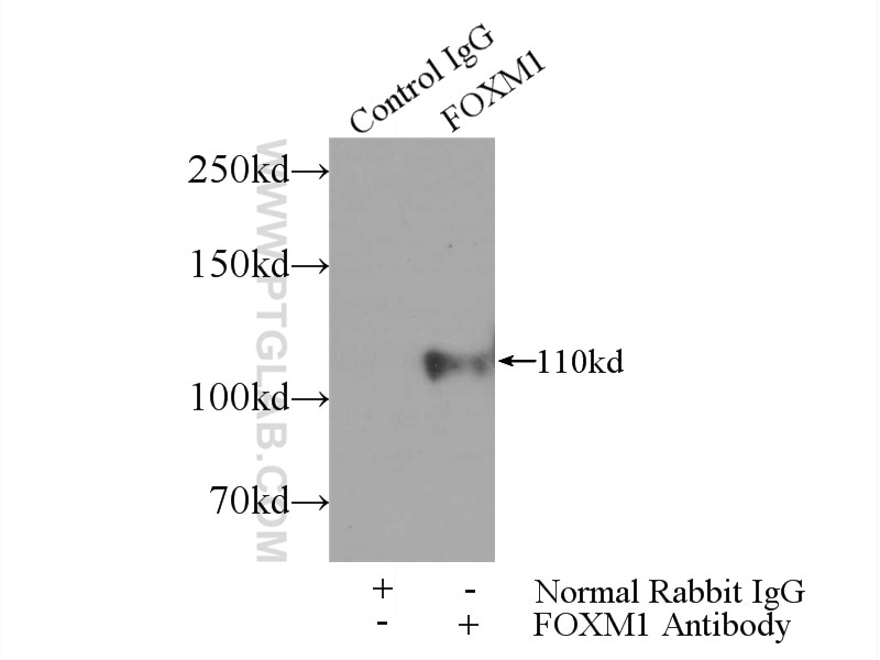 IP experiment of L02 using 13147-1-AP