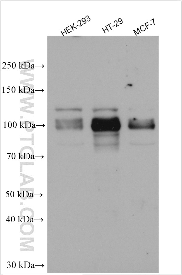 Western Blot (WB) analysis of various lysates using FOXM1 Polyclonal antibody (13147-1-AP)