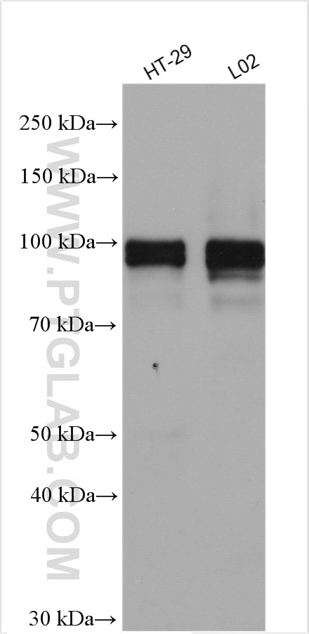 Western Blot (WB) analysis of various lysates using FOXM1 Polyclonal antibody (13147-1-AP)