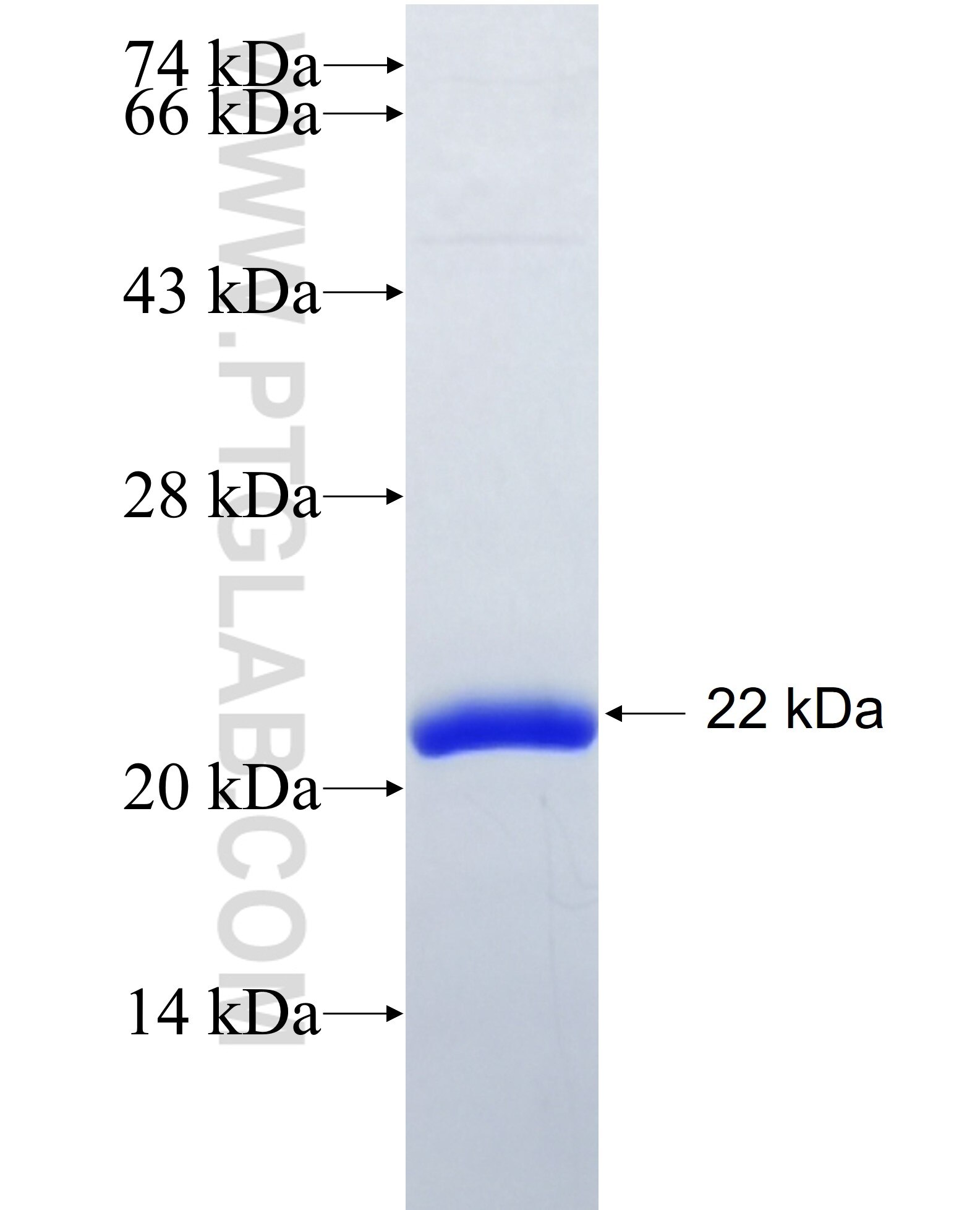 FOXM1 fusion protein Ag29275 SDS-PAGE