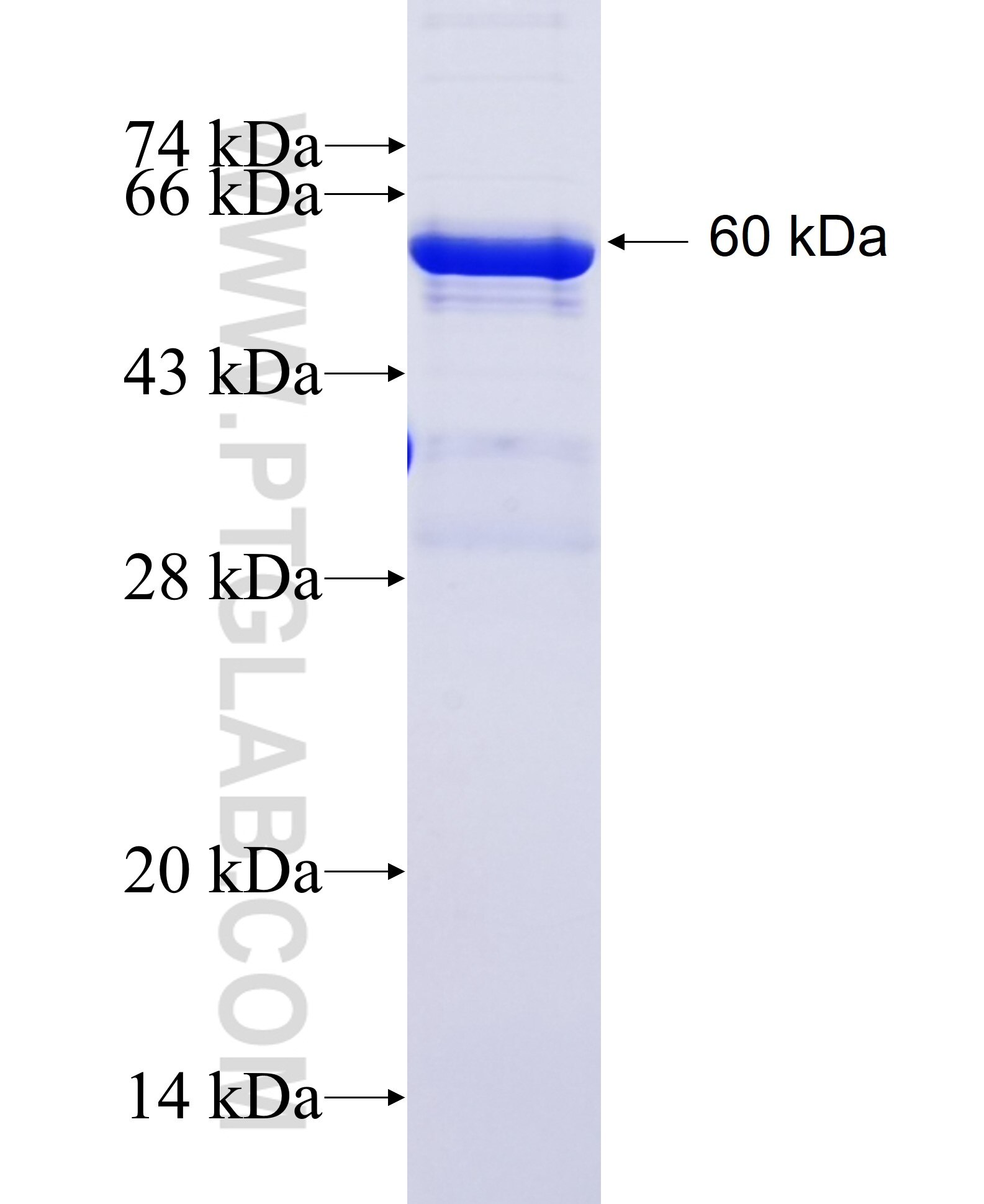 FOXN1 fusion protein Ag24810 SDS-PAGE