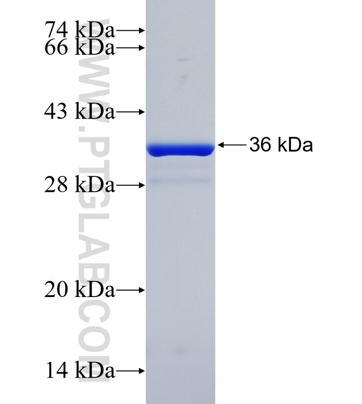 FOXN3 fusion protein Ag21929 SDS-PAGE