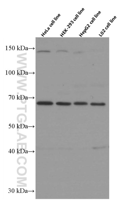 Western Blot (WB) analysis of various lysates using FOXO1 Monoclonal antibody (66457-1-Ig)