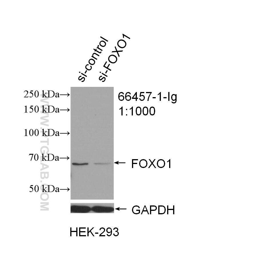 Western Blot (WB) analysis of HEK-293 cells using FOXO1 Monoclonal antibody (66457-1-Ig)