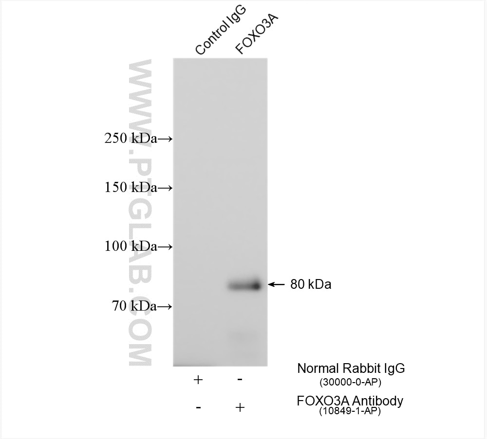 Immunoprecipitation (IP) experiment of HEK-293 cells using FOXO3A Polyclonal antibody (10849-1-AP)