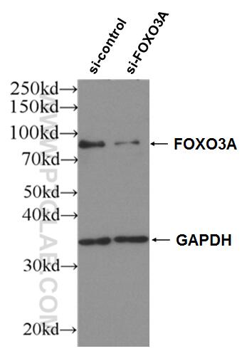 Western Blot (WB) analysis of HEK-293 cells using FOXO3A Polyclonal antibody (10849-1-AP)