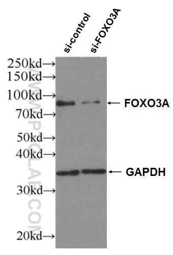 WB analysis of HEK-293 using 10849-1-AP