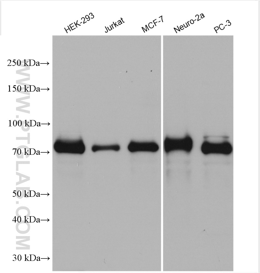 Western Blot (WB) analysis of various lysates using FOXO3A Polyclonal antibody (10849-1-AP)