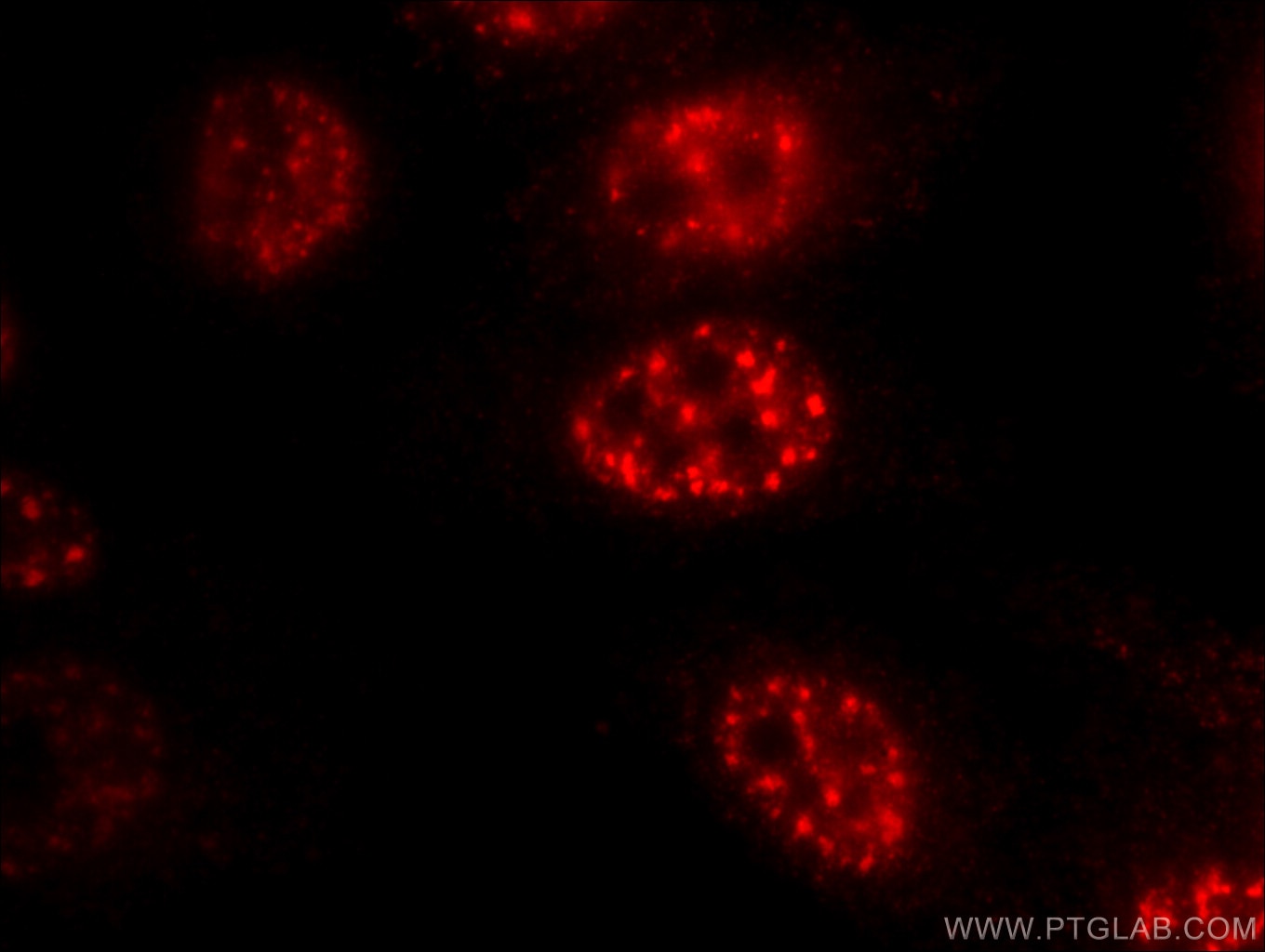 Immunofluorescence (IF) / fluorescent staining of HepG2 cells using FOXO3A Monoclonal antibody (66428-1-Ig)