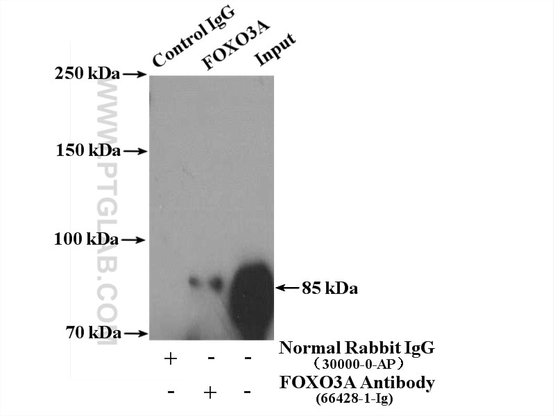 Immunoprecipitation (IP) experiment of HEK-293 cells using FOXO3A Monoclonal antibody (66428-1-Ig)