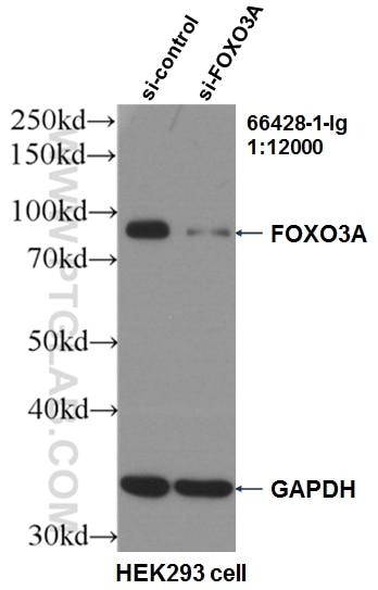 WB analysis of HEK-293 using 66428-1-Ig