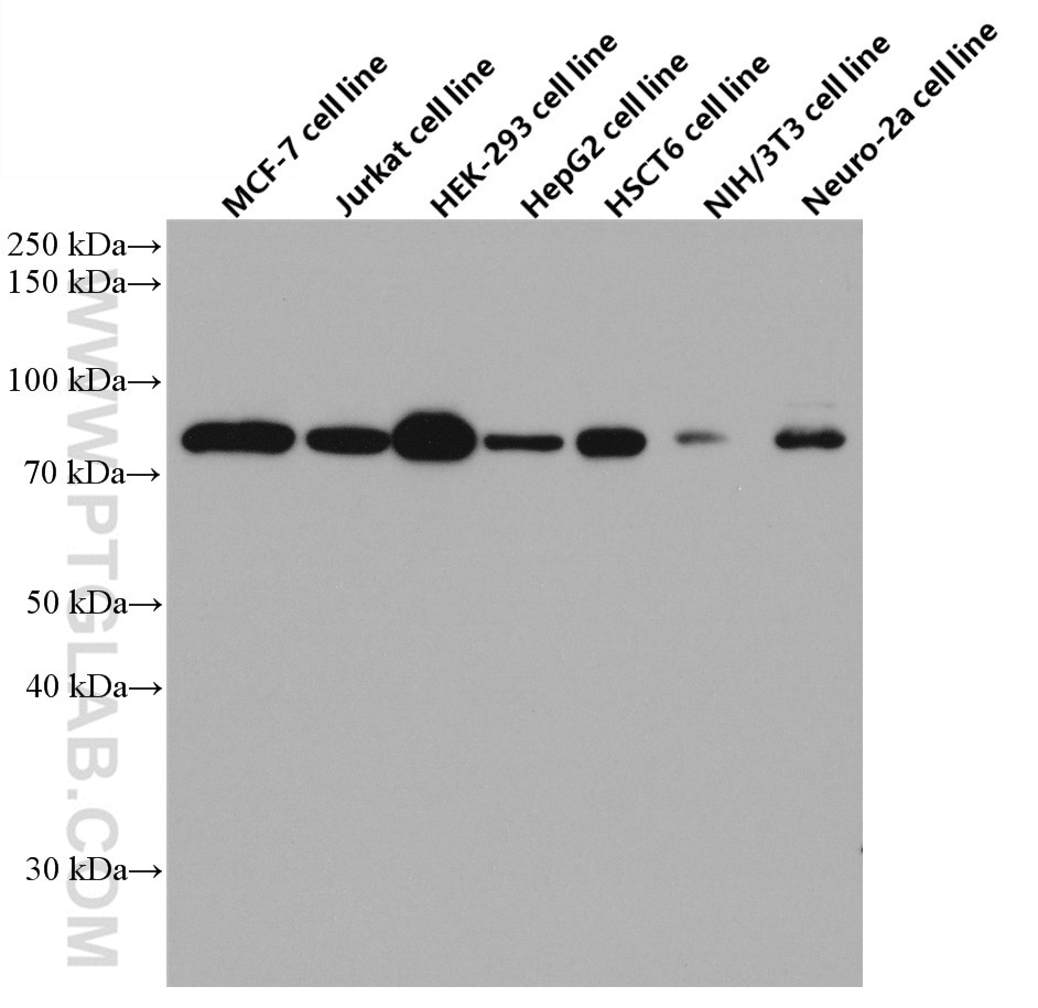 Western Blot (WB) analysis of various lysates using FOXO3A Monoclonal antibody (66428-1-Ig)