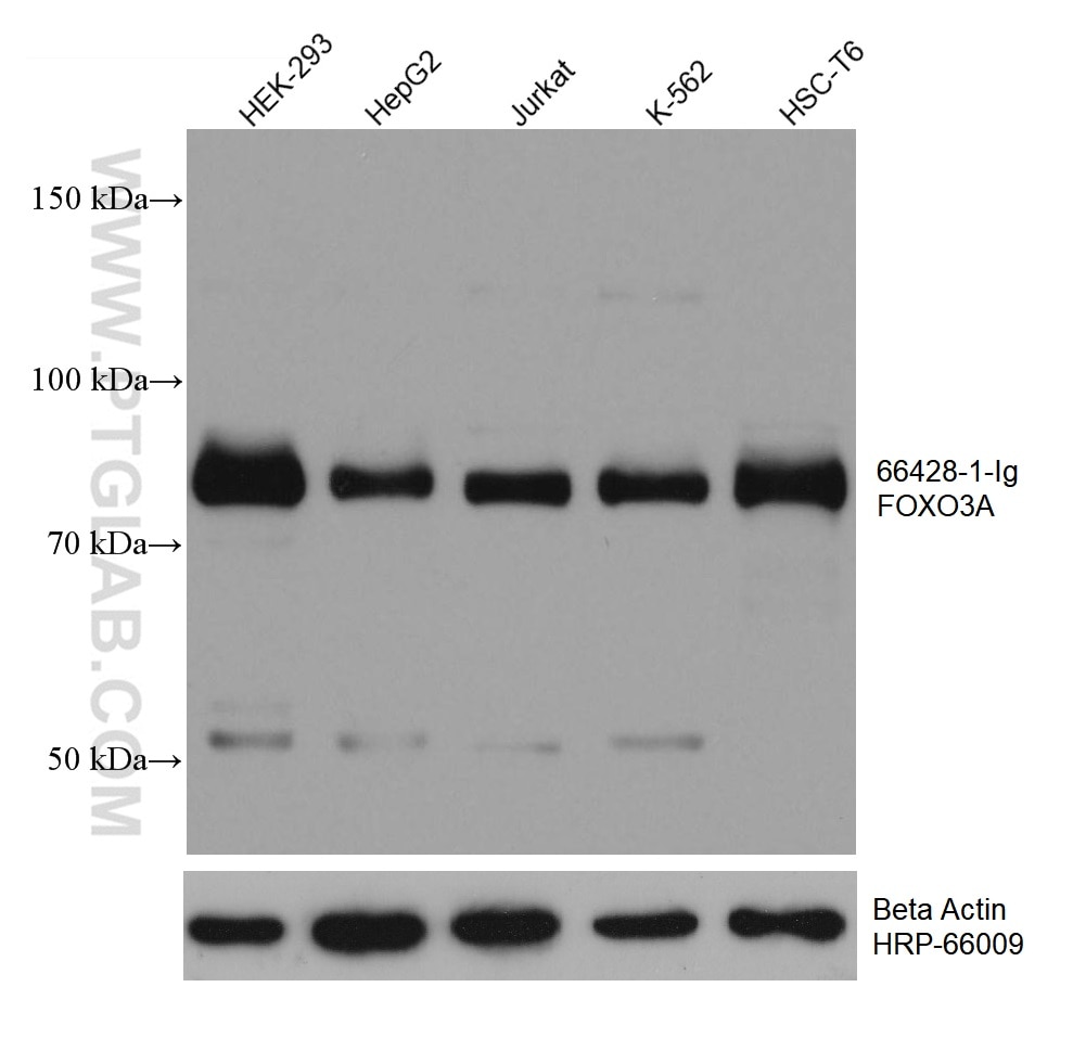 Western Blot (WB) analysis of various lysates using FOXO3A Monoclonal antibody (66428-1-Ig)