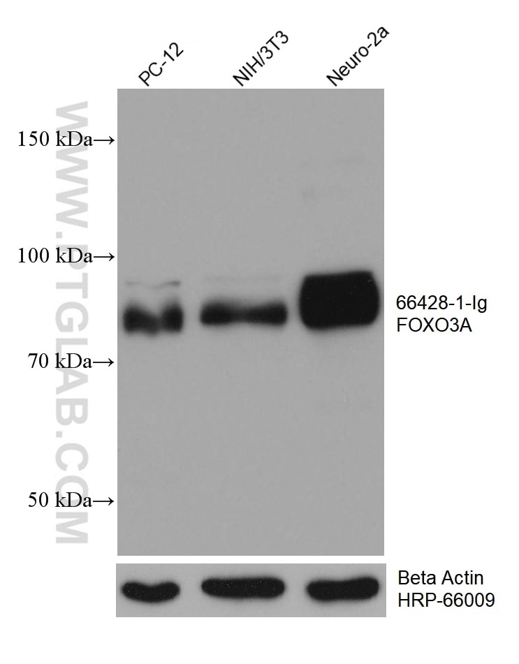 Western Blot (WB) analysis of various lysates using FOXO3A Monoclonal antibody (66428-1-Ig)