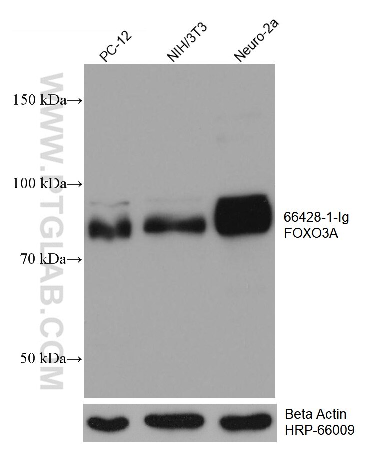 WB analysis using 66428-1-Ig