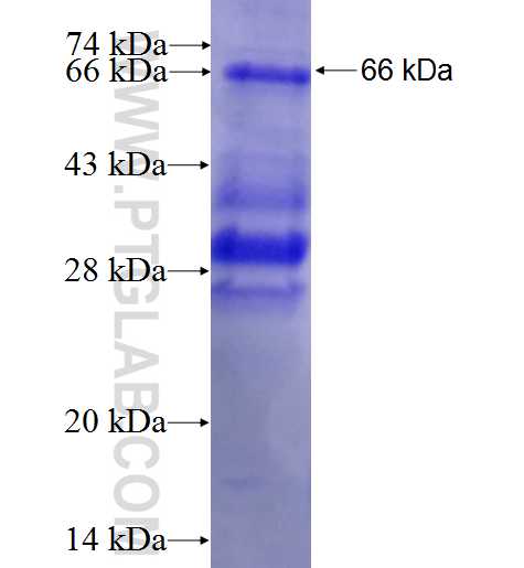 FOXO3A fusion protein Ag1289 SDS-PAGE
