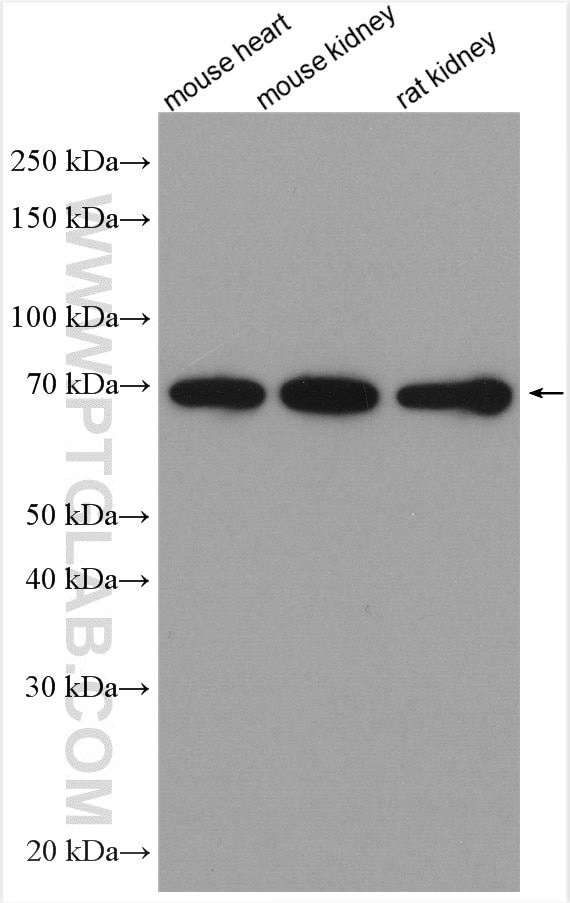 WB analysis using 21535-1-AP