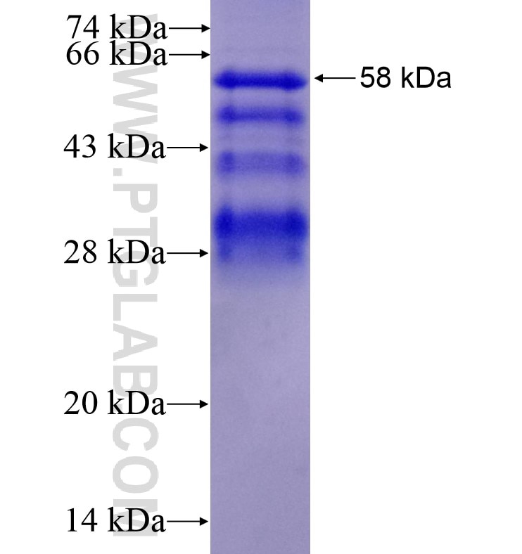 FOXO4 fusion protein Ag16169 SDS-PAGE