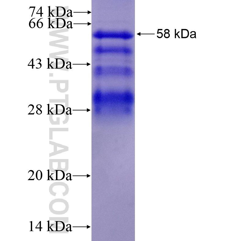 FOXO4 fusion protein Ag16169 SDS-PAGE