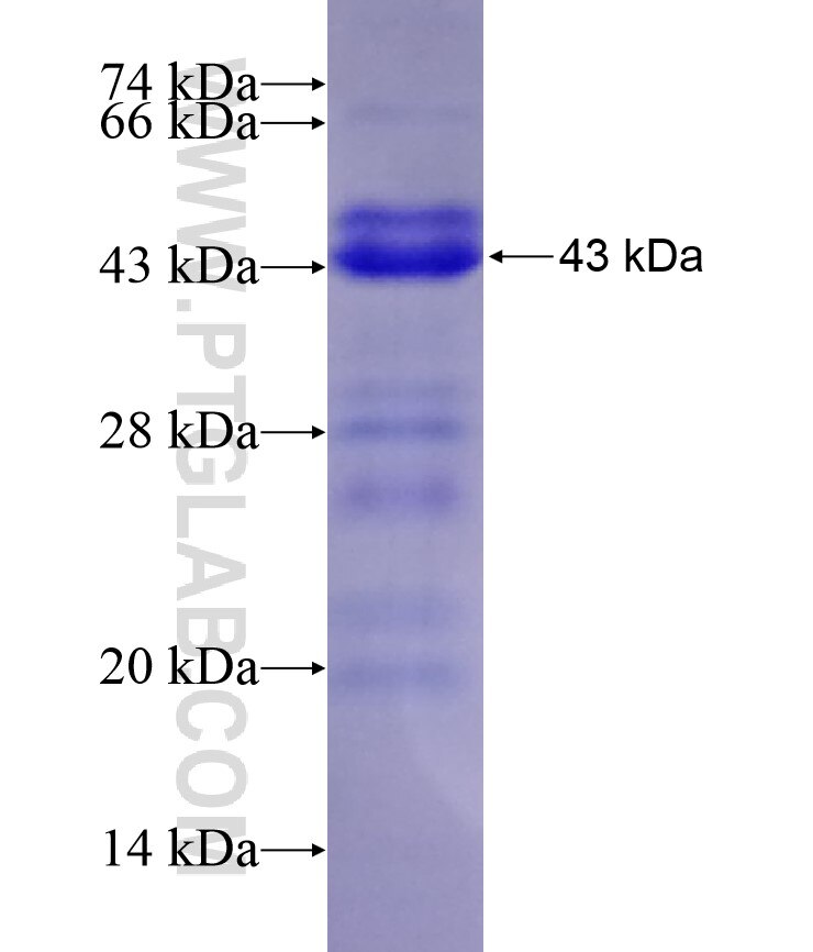 FOXO4 fusion protein Ag17035 SDS-PAGE