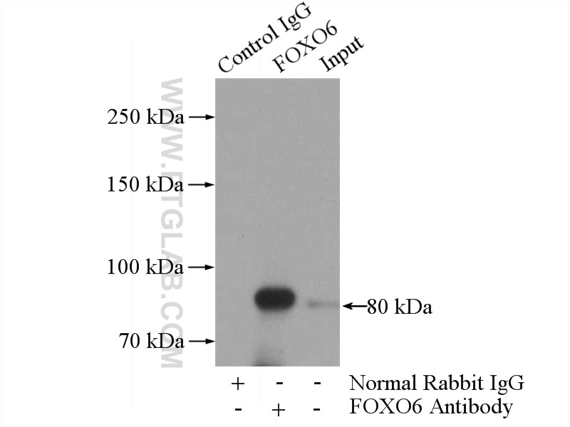 Immunoprecipitation (IP) experiment of mouse brain tissue using FOXO6 Polyclonal antibody (19122-1-AP)